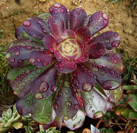 Exploring the Different Uses of Maroon Witch Succulents in Herbal Medicine